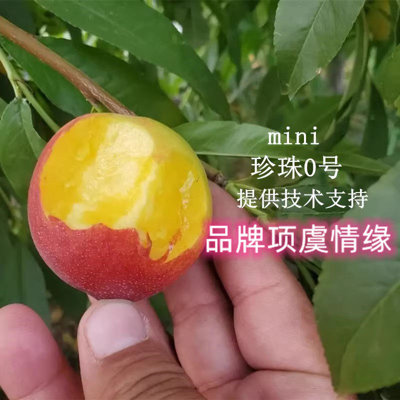 桃树苗mini0油桃树苗中油珍珠0号油桃苗早熟桃苗脆甜珍珠枣油桃苗
