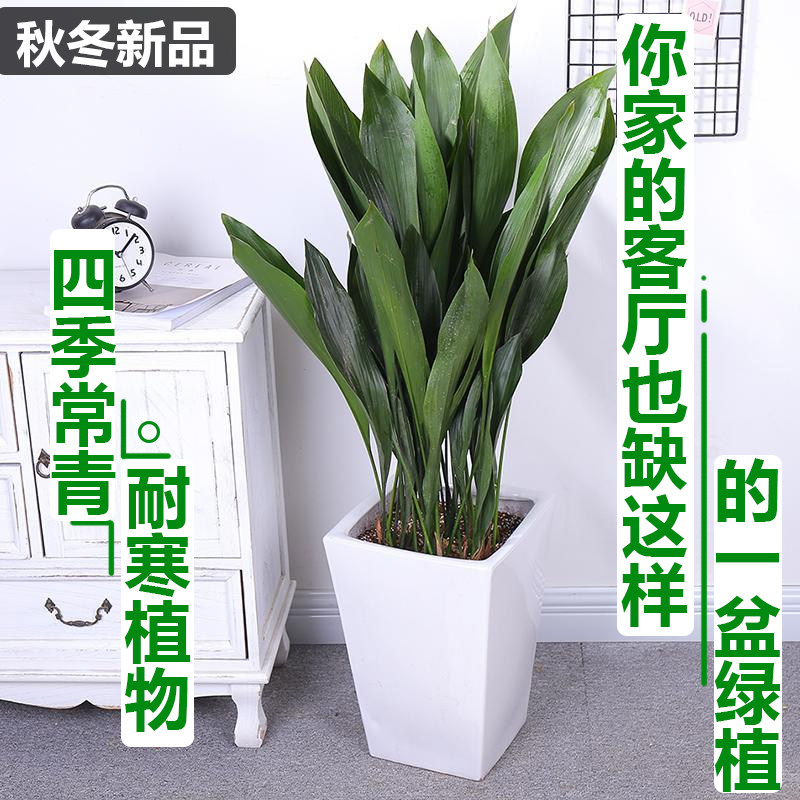 【官方认证】一叶兰室内观叶绿植图片