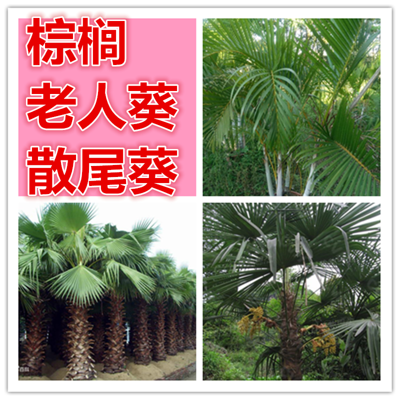 棕榈种子唐棕榈山棕树 龙鳞棕观音竹棕竹老人葵种子芭蕉伞树种子