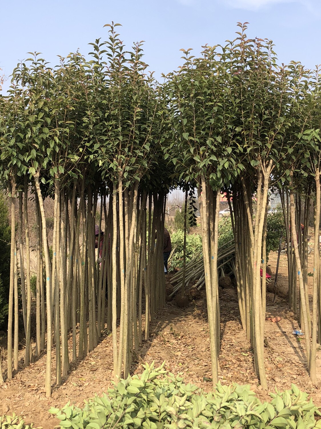 高杆女贞 大叶女贞树苗 女贞子树苗南北方种植四季长青 行道树苗