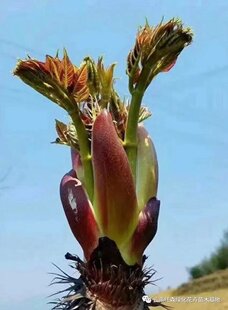 刺嫩芽树苗树头菜 刺老苞 椿头苞刺龙苞盆栽红芽袋苗厂家直销春季