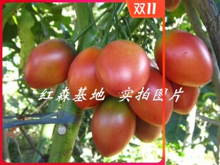 树番茄 洋酸茄 果子 云南特产 当天采摘 新鲜送达3斤装