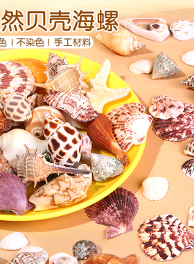 天然贝壳鱼缸造景小海螺壳手工装饰画标本卷贝鱼寄居蟹工艺品海星