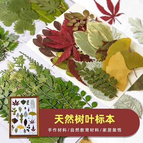 干花植物标本天然手作DIY材料