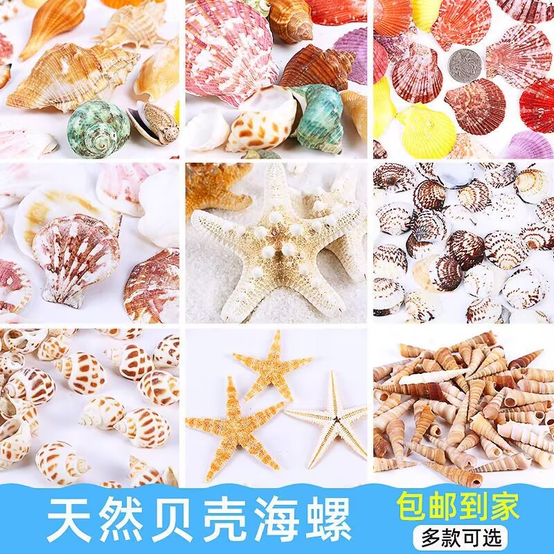 天然贝壳海螺海星无染色款式多样