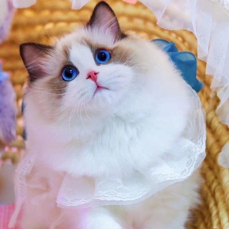 纯种血统海双蓝双布偶猫幼崽长毛蓝眼仙女猫活体宠物猫舍