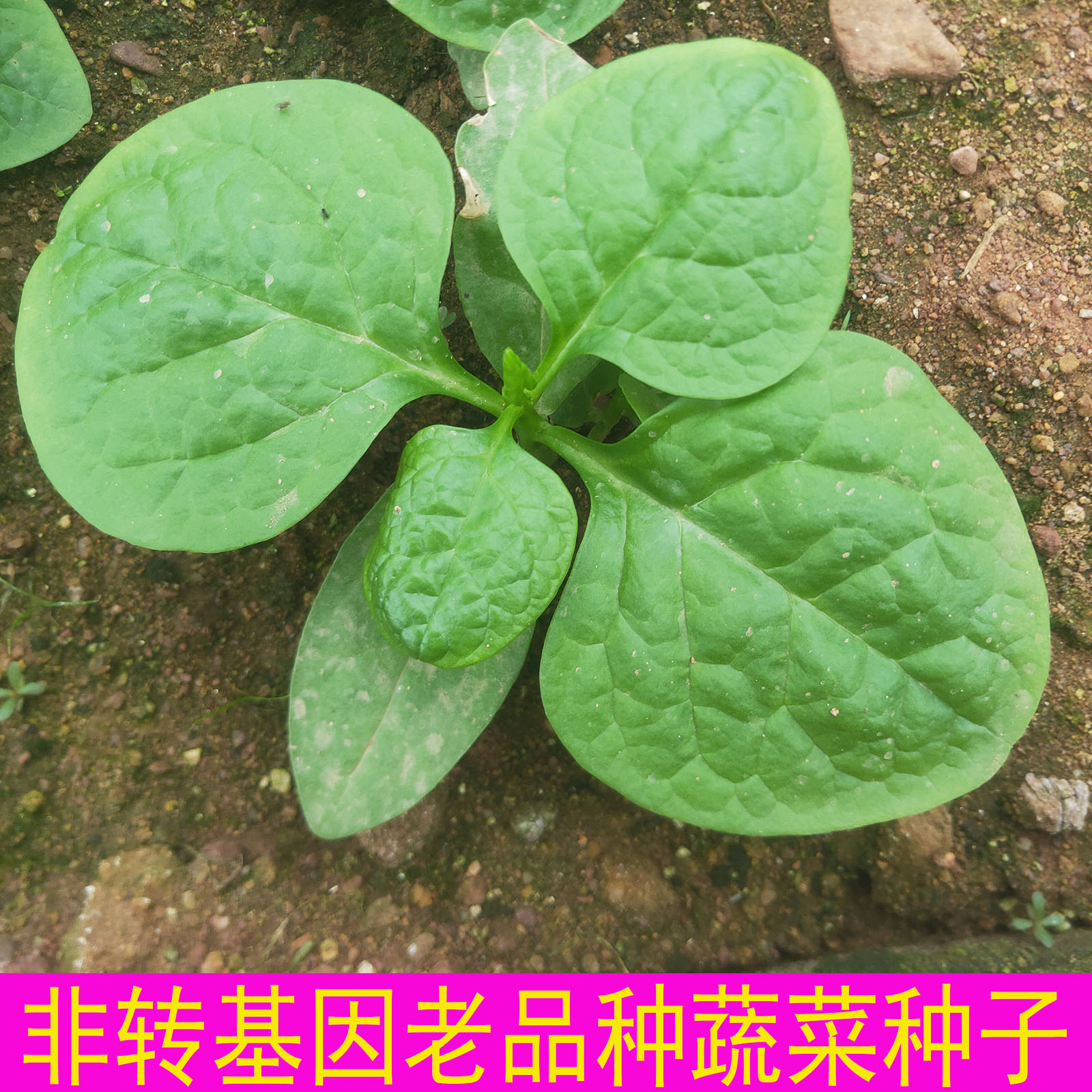 非转基因常规老品种四季大叶木耳菜种子落葵 豆腐菜 潺菜蔬菜种子
