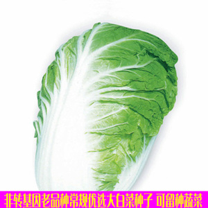 非转基因常规可留种大白菜种子 阳台庭院春秋播蔬菜籽