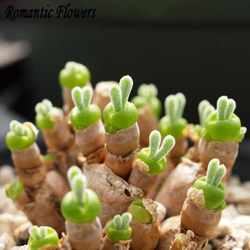 300pcs / Bag, More Beautiful Rabbit Ears , Succulents Old Pi