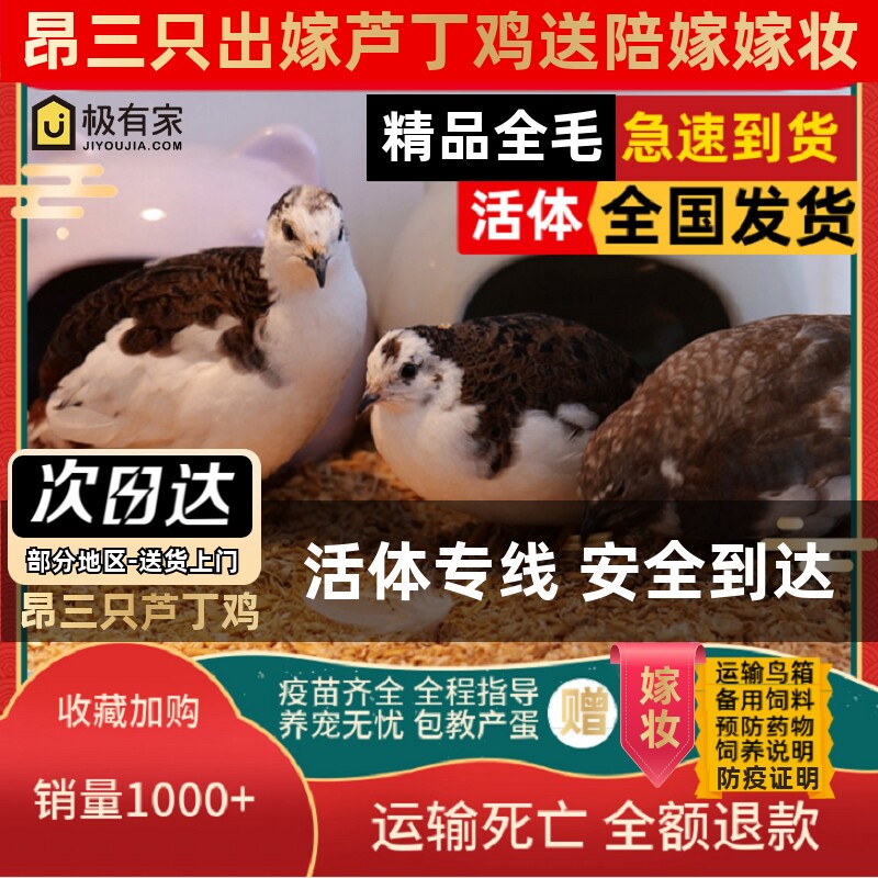 昂三只芦丁鸡活鸡40-60天青年鸡宠物鸡全色系阳台宠物产蛋宠物鸡