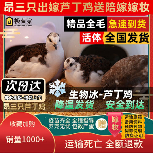 昂三只芦丁鸡活鸡宠物鸡40-60天