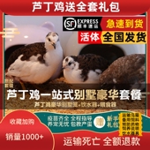 昂三只芦丁鸡40 60天青年鸡套餐笼子食物器全色系宠物活鸡宠物鸡