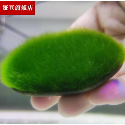 短绒藻长绿种藻藻种藻石球绿绿藻苏虾藻藻绒鱼缸藻绿苔水草藻净化