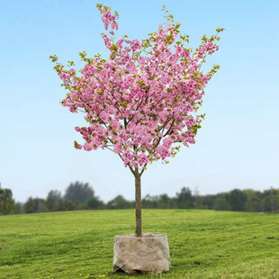 重瓣樱花树苗盆栽阳台庭院耐寒花卉绿植物高杆晚樱花园种植风景树