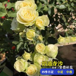 果汁阳台月季花苗带花苞浓香特大花庭院阳台花卉盆栽玫瑰四季开花