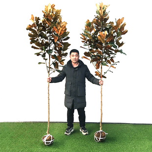 广玉兰树苗四季常青广玉兰大树苗庭院园林绿化大型行道树玉兰小苗