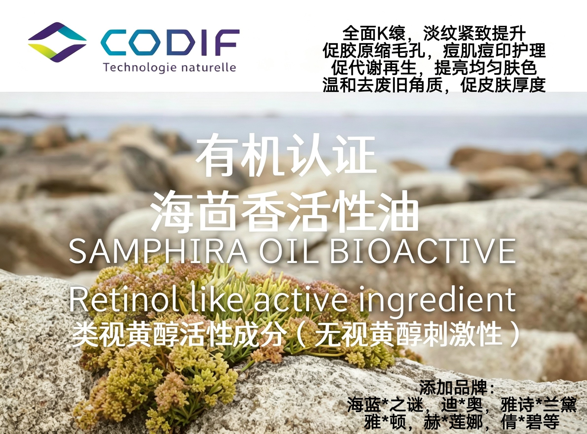 法国CODIF海茴香活性油溶护肤原料 淡纹紧致K縗 缩毛孔淡疤亮白