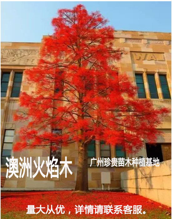 进口澳洲火焰木树苗火焰木南方庭院花苗花树绿化种植物风景树地栽,鲜花速递/花卉仿真/绿植园艺,行道树/乔木,淘宝优惠券,粉丝福利购,淘宝优惠卷