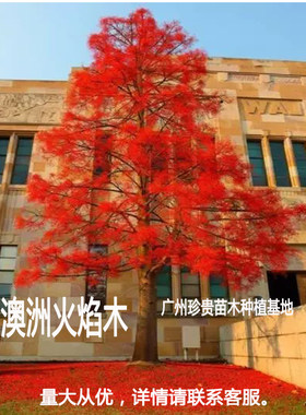 进口澳洲火焰南方绿化植物树苗