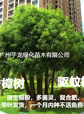 小叶香樟树苗外别墅庭院驱蚊植物四季常青耐寒户外绿化遮荫风景树