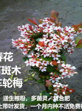 春花树苗车轮梅苗石斑木造型绿植