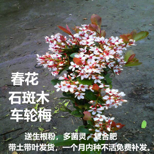 春花树苗车轮梅苗石斑木造型绿植盆景庭院绿化耐寒花树盆栽风景树