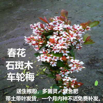 春花树苗车轮梅苗石斑木造型绿植