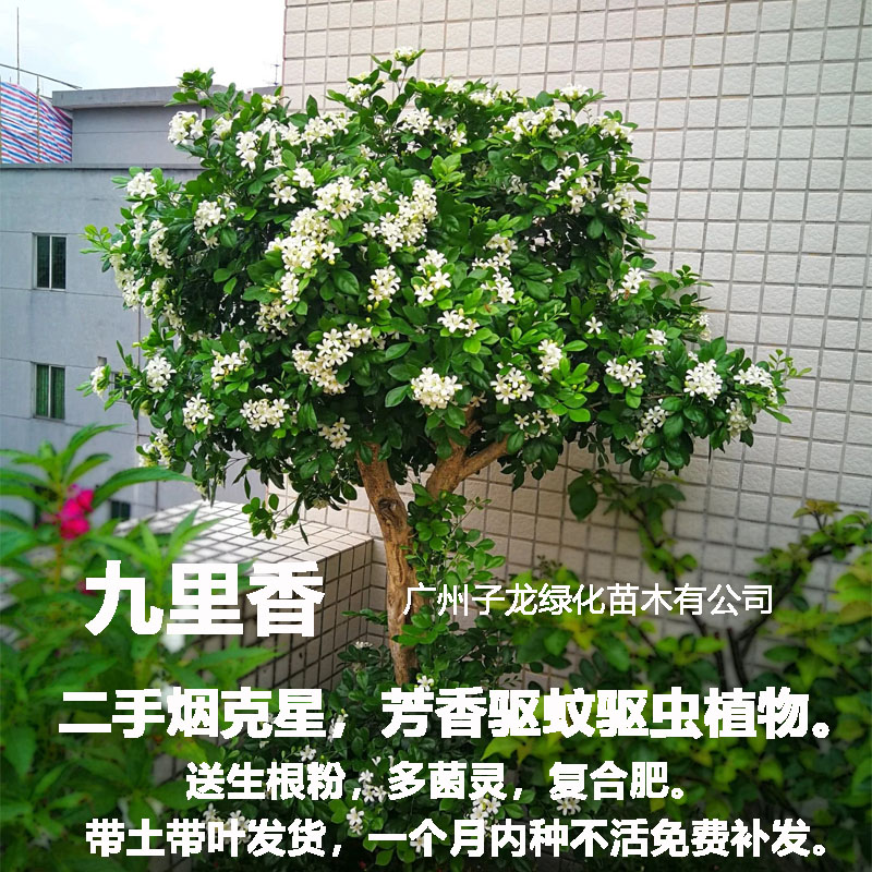 九里香驱蚊浓香花卉盆栽常青绿植