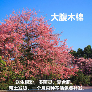 大腹木棉树苗美丽异木棉红花木棉庭院绿化花树风景树大肚子美人树
