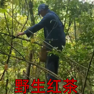 荒山深山野生红茶花果木蜜甜香散装口粮红茶特级自己喝