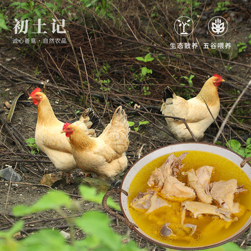 初土记散养老母鸡切块纯粮喂养新鲜土鸡走地鸡炖汤滋补原产地直发