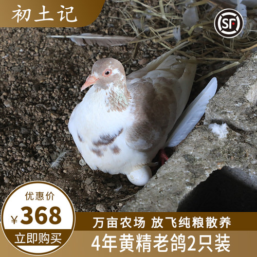 初土记放养鸽子4年纯粮顺丰新鲜