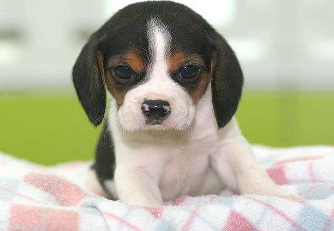 南宁出售纯种巴吉度犬比格幼犬米格鲁犬猎兔犬比格猎犬宠物狗狗|msdalam kategori haiwan peliharaan/makanan haiwan dan bekalan, anjing - dari Buy2taobao.com untuk memberikan perkhidmatan ejen Taobao profesional membeli