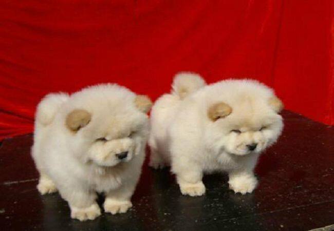 Chongqing Pet dog living thing Chow Puppies Thoroughbred white Police dog Watchdog Dogs Cub Cheapin the Pet/Pet food and supplies , Dogs  category - from Buy2taobao.com to provide professional Taobao agent buy service