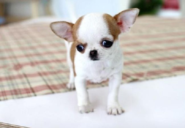 长沙出售超小体吉娃娃犬活体宠物狗狗纯种长不大茶杯吉娃娃苹果脸
