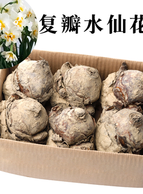 【整箱】复瓣水仙花种球水养植物漳州重瓣花种子水培花卉玉玲珑