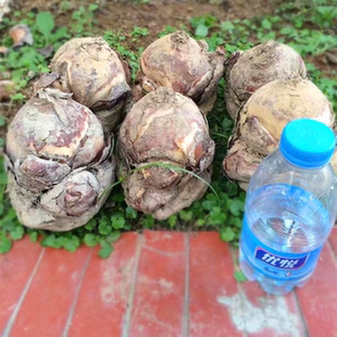 花王包邮正宗漳州水仙花大种球花头适合雕刻水培年宵陈根松花卉