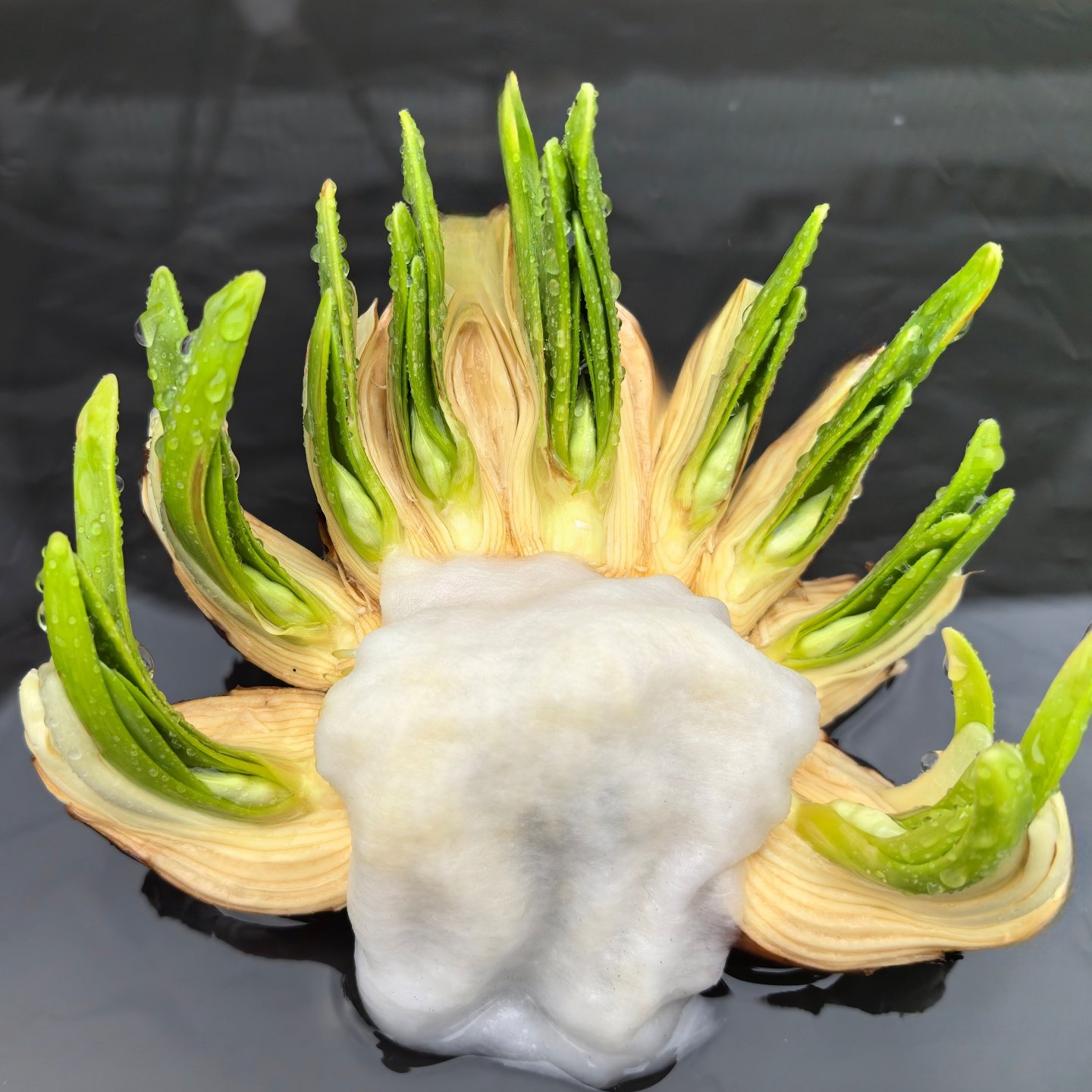 【已矮化花王雕刻水仙】漳州水仙花种球已刻好未泡水冬季花卉水培,鲜花速递/花卉仿真/绿植园艺,种球/裸根,淘宝优惠券,粉丝福利购,淘宝优惠卷