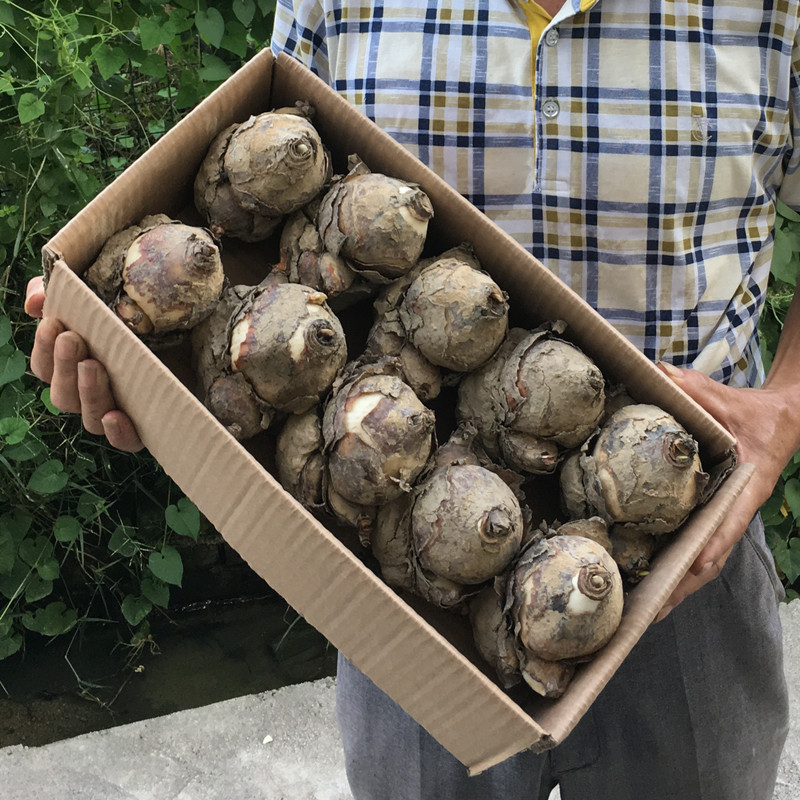 一级正宗漳州水仙花种球套餐室内水培球根花卉种子陈根松冬季种植