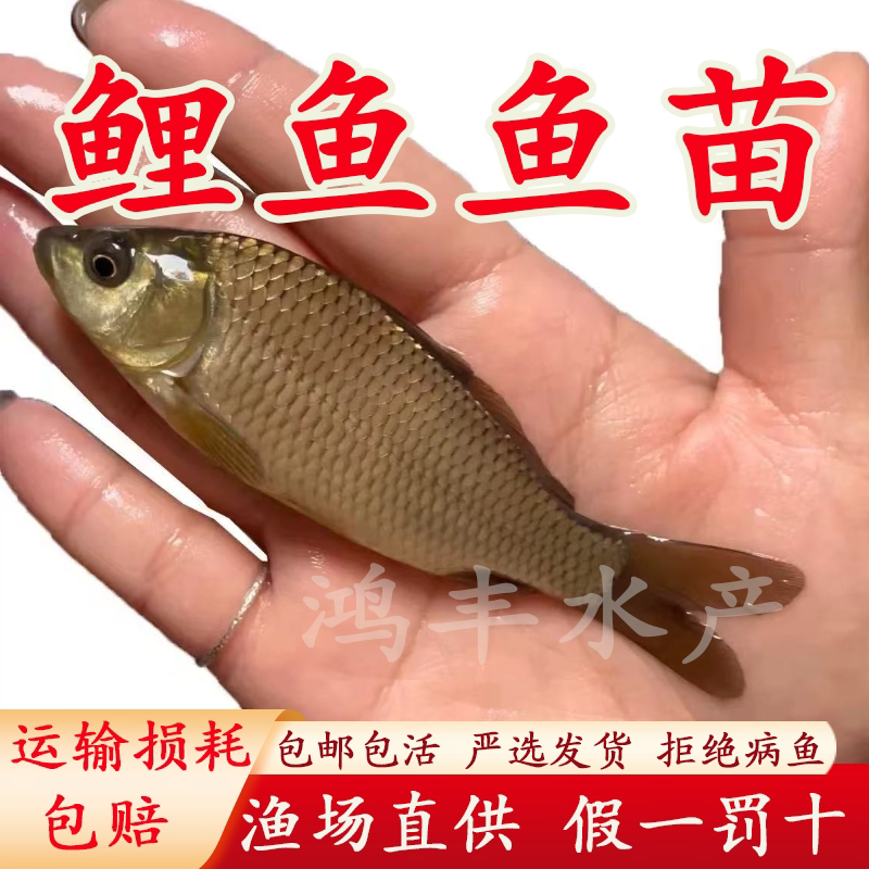 鲤鱼苗淡水养殖食用快大型红尾稻田鲤鱼荷花鲤鱼特大建鲤鱼苗批发