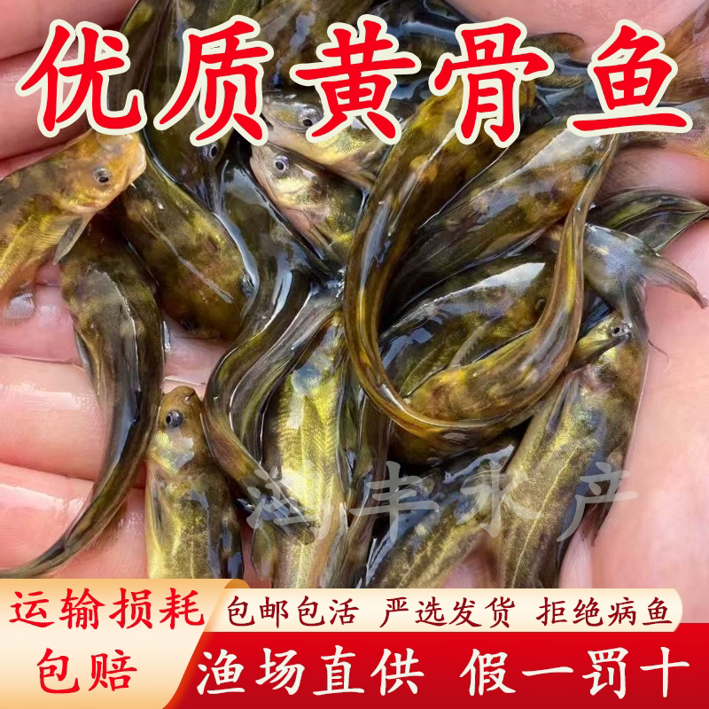 黄骨鱼苗昂刺鱼黄辣丁鱼苗黄颡鱼苗淡水养殖食用黄丫头黄辣丁鱼苗