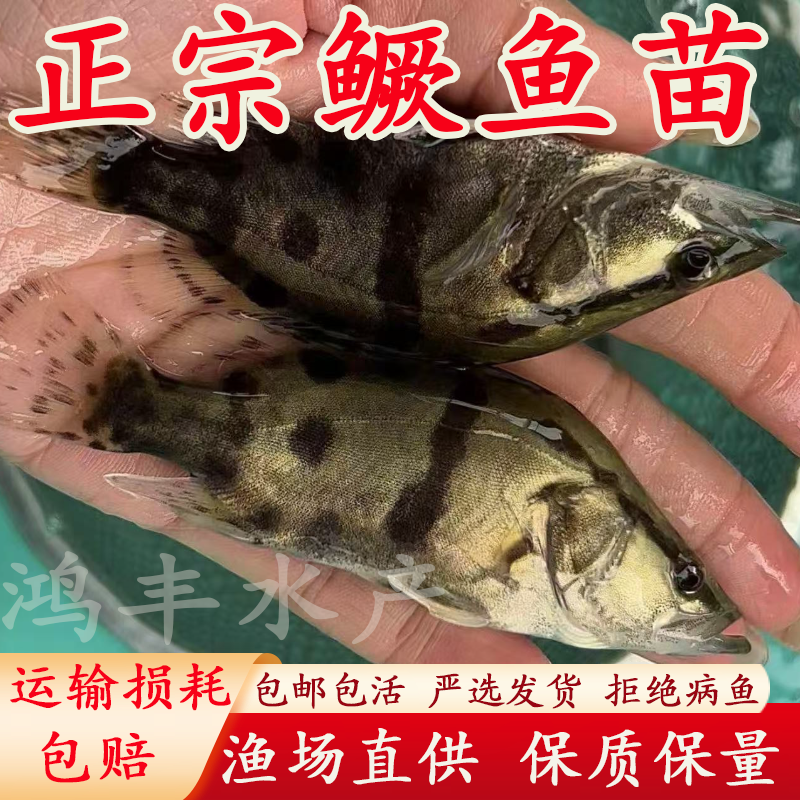 优质桂花鱼苗正宗红纹鳜鱼苗淡水养殖大规格翘嘴鲈鱼路亚包活包邮