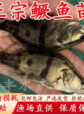 优质桂花鱼苗正宗红纹鳜鱼苗淡水养殖大规格翘嘴鲈鱼路亚包活包邮