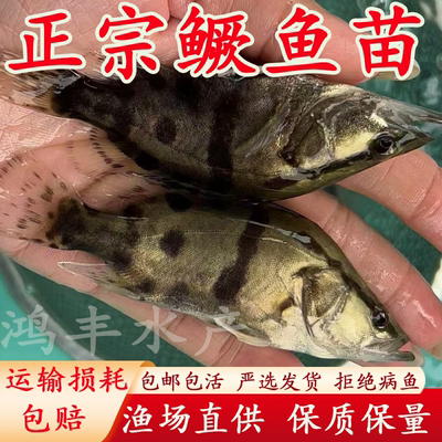 优质桂花鱼苗正宗红纹鳜鱼苗淡水养殖大规格翘嘴鲈鱼路亚包活包邮