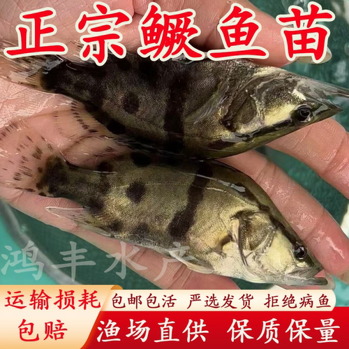 优质桂花鱼苗正宗红纹鳜鱼苗淡水养殖大规格翘嘴鲈鱼路亚包活包邮