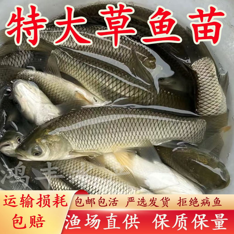 草鱼鱼苗淡水养殖食用脆皖特大草鱼苗批发食蚊小草鱼活鱼苗草鱼苗