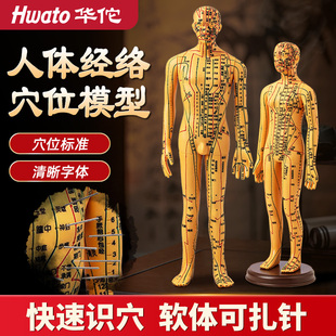 华佗牌针灸穴位人体模型可扎针经络全身大图小铜人练习模特仿真人
