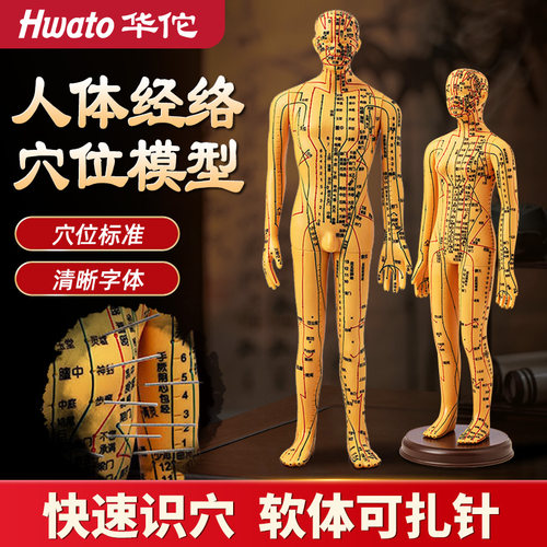 华佗牌可扎针针灸模型穴位超准