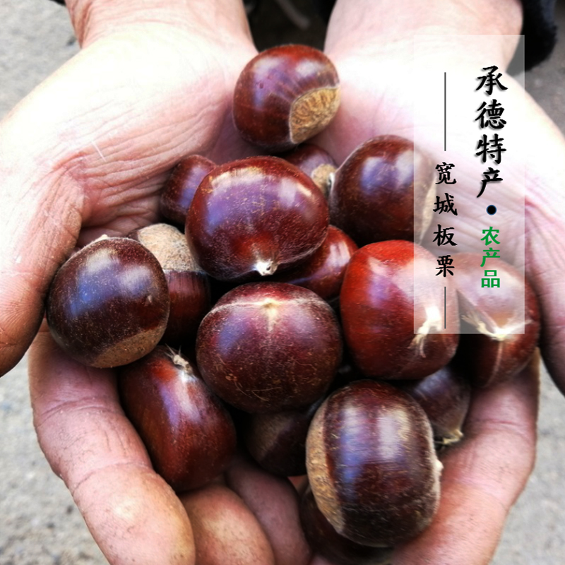 2025年新下树宽城生板栗农家特色新鲜栗子批发承德特产5斤装包邮