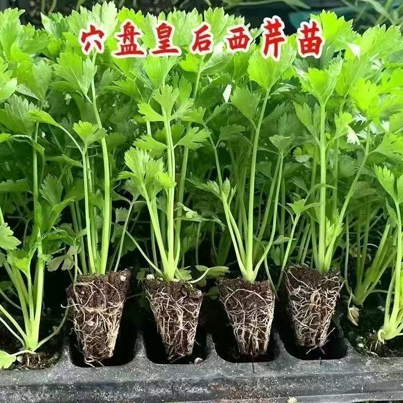 法国皇后西芹秧苗带土四季批发